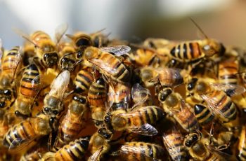 Which skincare ingredients come from bees?